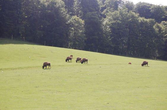 DSC_0085 [50%] [50%].JPG